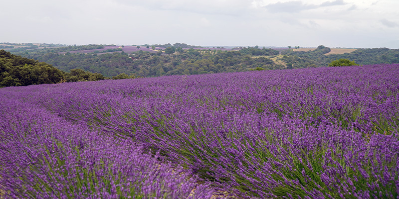 Campi Valensole 3 Campo di lavanda in fiore