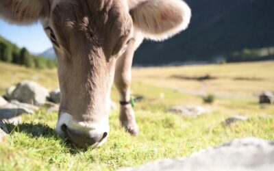 Come valorizzare un prodotto artigianale: il ruolo del contesto