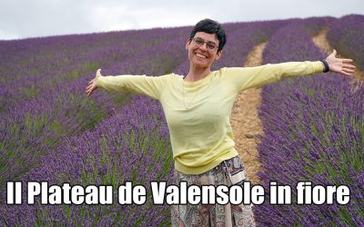 Il Plateau de Valensole