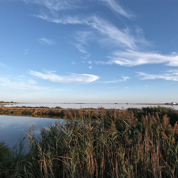 Aigues Mortes, la palude Aigues Mortes, la palude